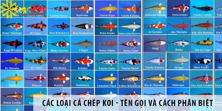 Chuyên các dòng Cá Koi – Cần Thơ