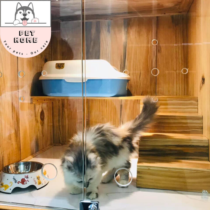 Dịch Vụ Chăm Sóc – Cắt Tỉa Lông Thú Cưng – Khách Sạn Thú Cưng Cần Thơ – ZinZin Pethome