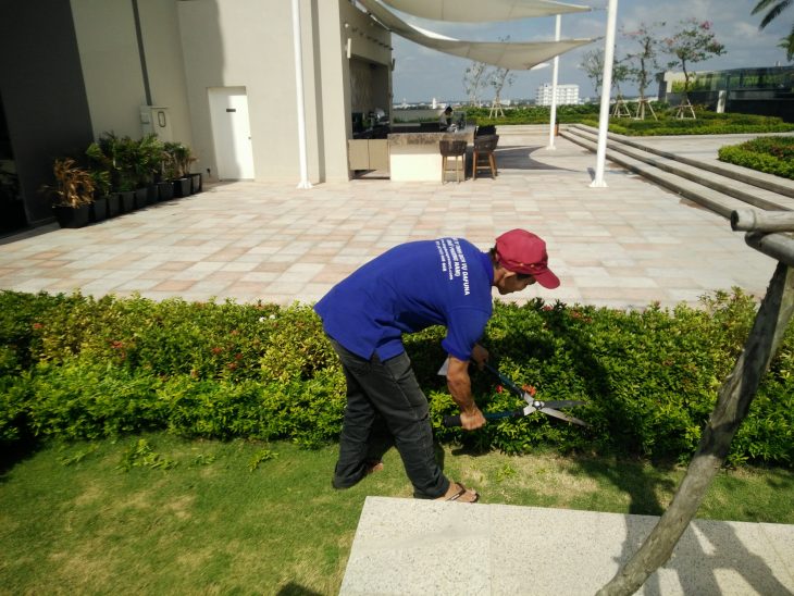 DỊCH VỤ CHĂM SÓC CÂY CẢNH GIÁ RẺ CẦN THƠ