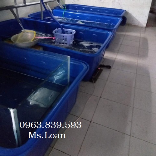 Cung cấp thùng nhựa chữ nhật 1000L dùng nuôi cá koi, nuôi lươn, nuôi ếch / 0963 839 593 Ms.Loan
