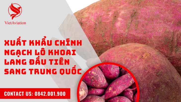 Xuất khẩu chính ngạch lô khoai lang đầu tiên sang Trung Quốc