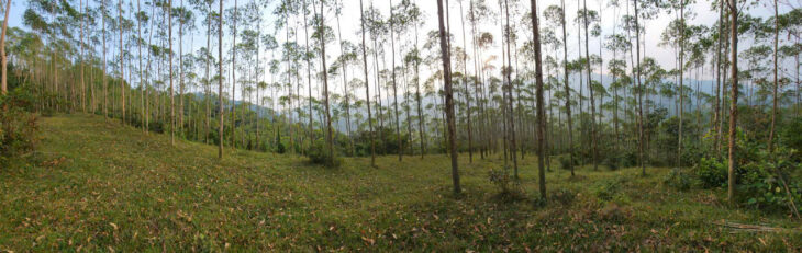 HOT ĐẤT ĐẸP – GIÁ TỐT – Vị Trí ĐẮC ĐỊA Tại Khu Chủng, Xã Tân Lập, Huyện Thanh Sơn, Huyện Phú Thọ