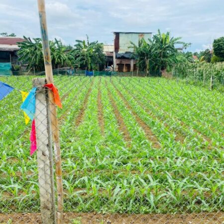 Sập Hầm Đất Đại Cường – Đại Lộc diện tích rộng xây nhà vườn, biệt thự