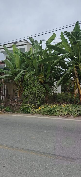 BÁN LÔ ĐẤT LIỀN KỀ TẠI THỊ TRẤN ĐÔNG HƯNG GIÁ 1.23 TỶ CÓ THƯƠNG LƯỢNG BÁN LÔ ĐẤT LIỀN KỀ TẠI THỊ TRẤN ĐÔNG HƯNG GIÁ 1.23 TỶ CÓ THƯƠNG LƯỢNG