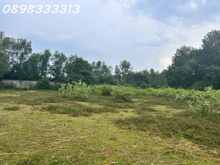 Bán đất chính chủ An Điền 09, Bến Cát, Tp Bình Dương 11.000m2, chỉ 1,2tr/m2
