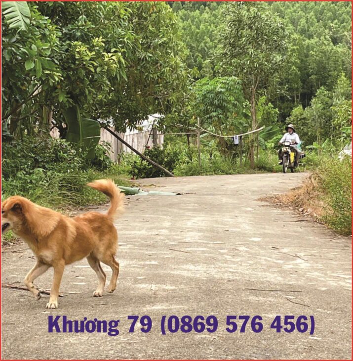 Đất Nền Siêu Rẻ chỉ 180 triệu có ngay Lô Nền Tại Khánh Hoà