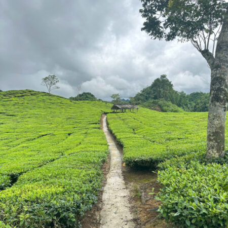 Chủ ngộp bank gửi bán gấp mảnh đất vị trí đắc địa tại trung tâm Thị xã Mộc Châu,