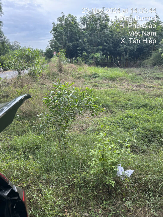 CHÍNH CHỦ CẦN BÁN GẤP LÔ ĐẤT Ở TÂN HIỆP, PHÚ GIÁO, TỈNH BÌNH DƯƠNG