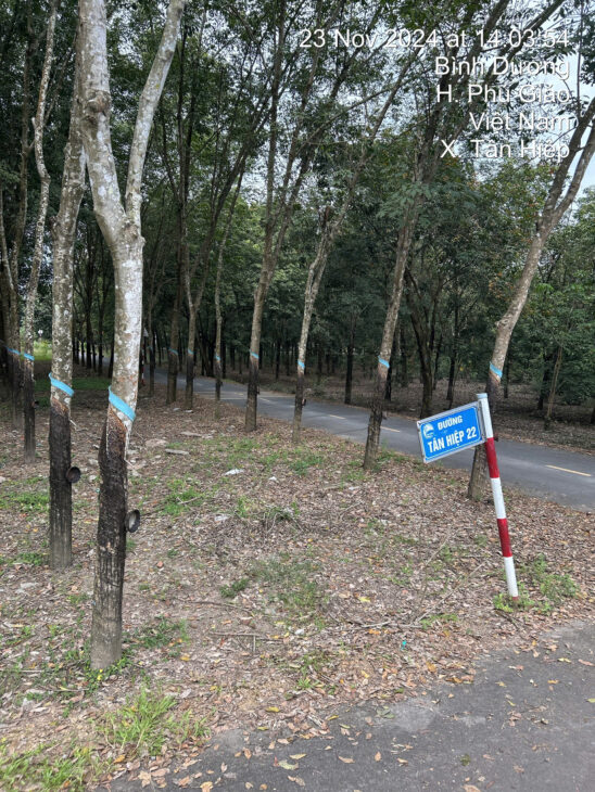 CHÍNH CHỦ CẦN BÁN GẤP LÔ ĐẤT Ở TÂN HIỆP, PHÚ GIÁO, TỈNH BÌNH DƯƠNG