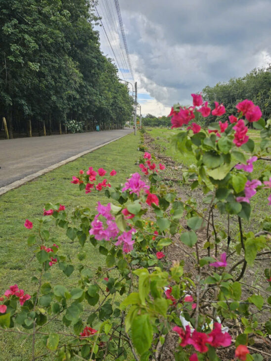 Cần bán đất tại phú giáo bình dương ngân hàng đã duyệt vay