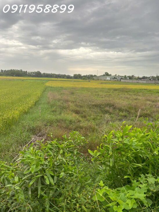 Bán đát thổ cư Đường Lê Đức Thọ, Tân Bình, thị xã LaGi chỉ 950 triệu sổ riêng