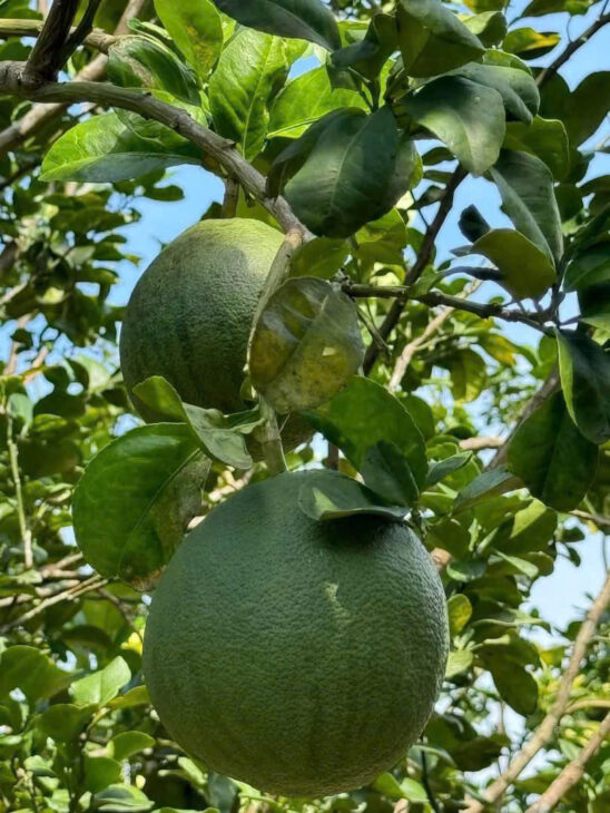 Đất vườn Diên Xuân – Diên Khánh – Khánh Hòa . Phù hợp xây farm