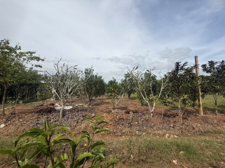 Đất vườn Diên Xuân – Diên Khánh – Khánh Hòa . Phù hợp xây farm