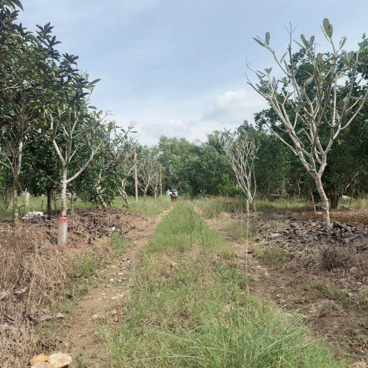 Đất vườn Diên Xuân – Diên Khánh – Khánh Hòa . Phù hợp xây farm