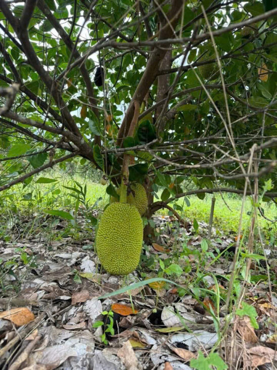 Đất vườn Diên Xuân – Diên Khánh – Khánh Hòa . Phù hợp xây farm