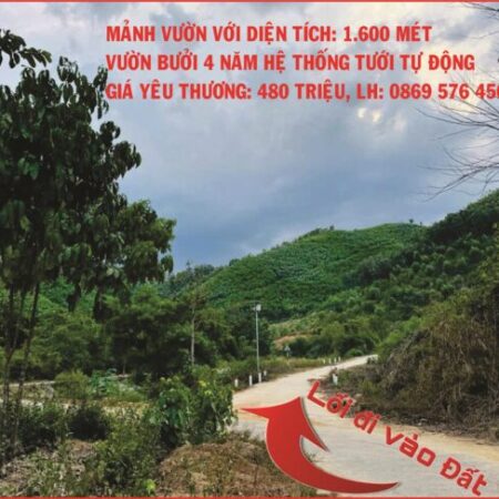 BÁN MẢNH VƯỜN CÓ TRỒNG BƯỞI 4 NĂM TẠI KHÁNH HIỆP – KHÁNH VĨNH – KHÁNH HOÀ