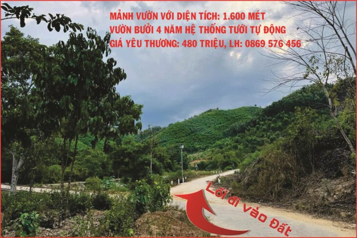 BÁN MẢNH VƯỜN CÓ TRỒNG BƯỞI 4 NĂM TẠI KHÁNH HIỆP – KHÁNH VĨNH – KHÁNH HOÀ