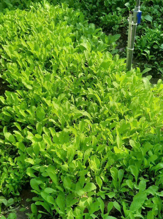 NHÀ ĐẤT ĐẸP – ĐẦU TƯ SINH LỜI – CHÍNH CHỦ Cần Bán Nhanh NHÀ Đất