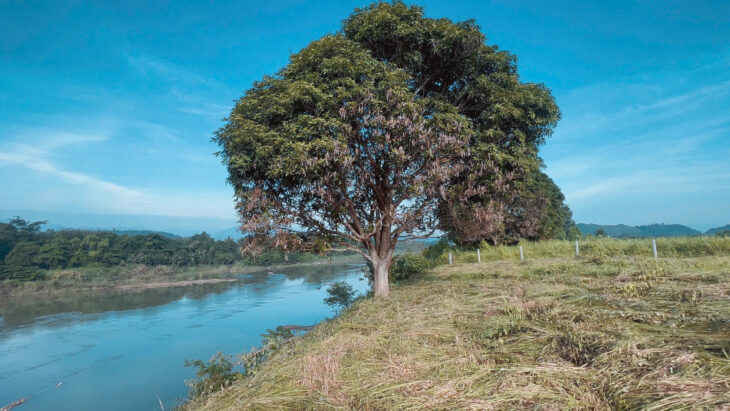 Quá kẹt. 2652m2 ven sông cái 95m. Bank định giá 5 tỷ. Nay bán gấp 3.8 tỷ. “đất ven sông diên đồng”