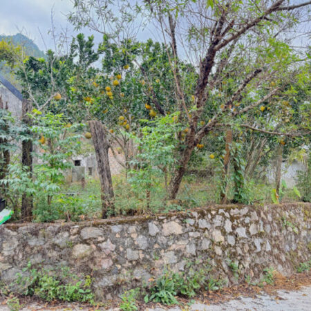 Đất nền trung tâm Thị Xã Mộc Châu vị trí đẹp, nhiều tiện ích xung quanh, giá cắt lỗ do chủ ngộp