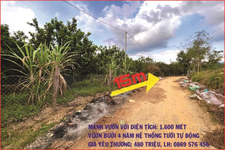 BÁN MẢNH VƯỜN CÓ TRỒNG BƯỞI 4 NĂM TẠI KHÁNH HIỆP – KHÁNH VĨNH – KHÁNH HOÀ