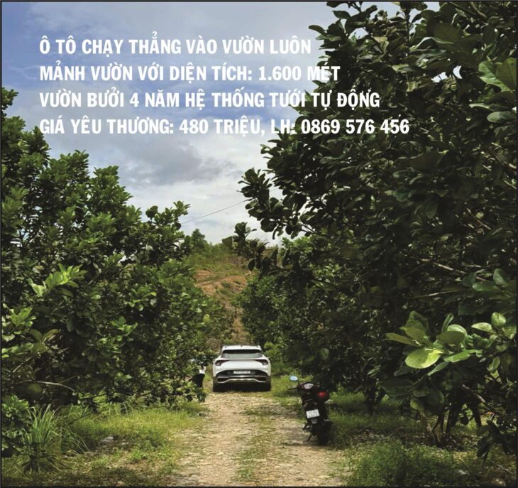 BÁN MẢNH VƯỜN CÓ TRỒNG BƯỞI 4 NĂM TẠI KHÁNH HIỆP – KHÁNH VĨNH – KHÁNH HOÀ