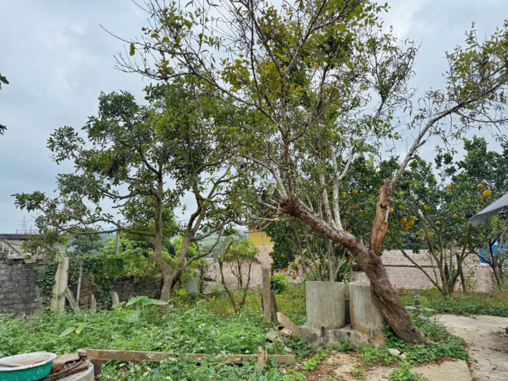 Đất nền trung tâm Thị Xã Mộc Châu vị trí đẹp, nhiều tiện ích xung quanh, giá cắt lỗ do chủ ngộp