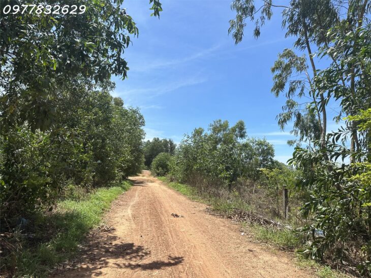 Bán đất ONT Đường Trần Thánh Tông – Tân Hải – TX laGi giá rẻ chỉ 795 triệu