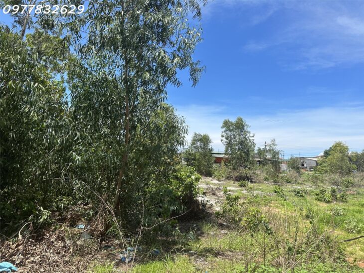 Bán đất ONT Đường Trần Thánh Tông – Tân Hải – TX laGi giá rẻ chỉ 795 triệu