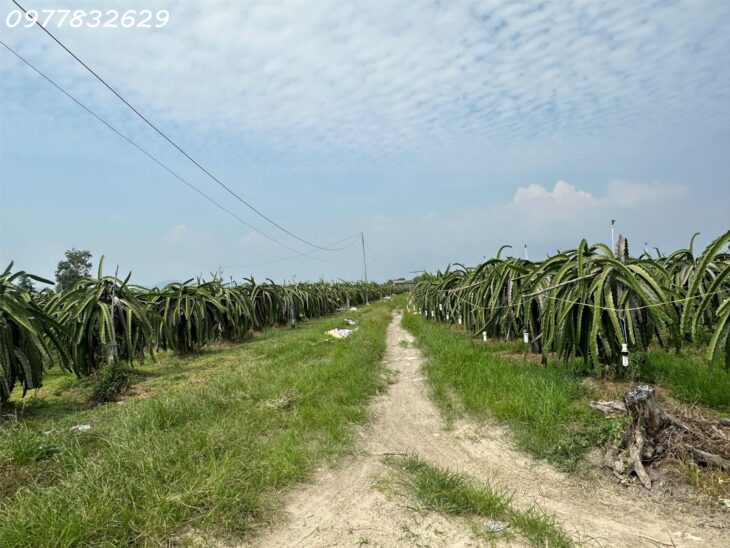 Bán gấp 145m x 84m đất ONT Lô 2 Lý Thái Tổ – Tân Tiến – TX LaGi gần Biển chỉ 1.5tr/m2