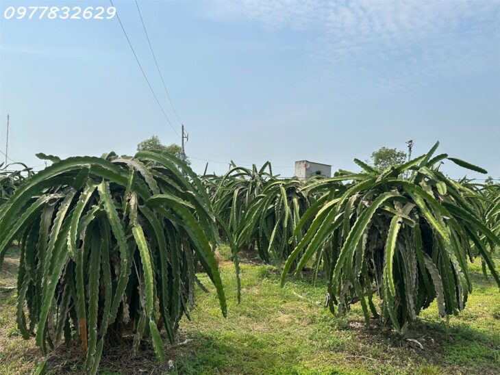 Bán gấp 145m x 84m đất ONT Lô 2 Lý Thái Tổ – Tân Tiến – TX LaGi gần Biển chỉ 1.5tr/m2