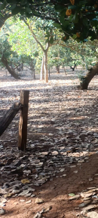 Bán Lô Đất tại Xã Bình Thắng, Huyện Bù Gia Mập, Tỉnh Bình Phước.