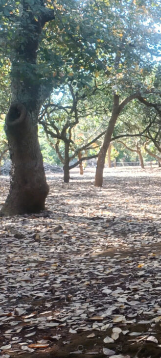 Bán Lô Đất tại Xã Bình Thắng, Huyện Bù Gia Mập, Tỉnh Bình Phước.