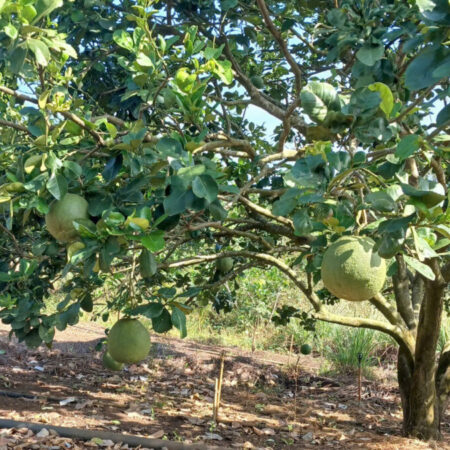 BÁN ĐẤT ĐẸP – GIÁ Tốt – Vị Trí Tại : Bình Ba – Châu Đức – Bà Rịa Vũng Tàu BÁN ĐẤT ĐẸP – GIÁ Tốt – Vị Trí Tại : Bình Ba – Châu Đức – Bà Rịa Vũng Tàu