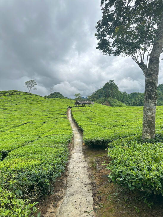 Đất nền thị xã Mộc Châu cách trung tâm hơn 10km, cạnh cao tốc Mộc Châu Hòa Bình cần bán gấp.