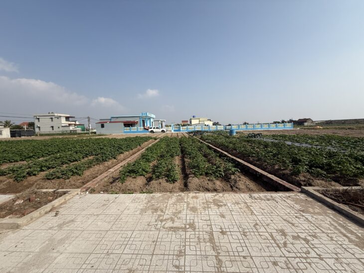 Chính chủ bán khu đất chuyển giao Phong, Quất Lâm 80m² sát biển, chỉ nhỉnh 1 tỷ!