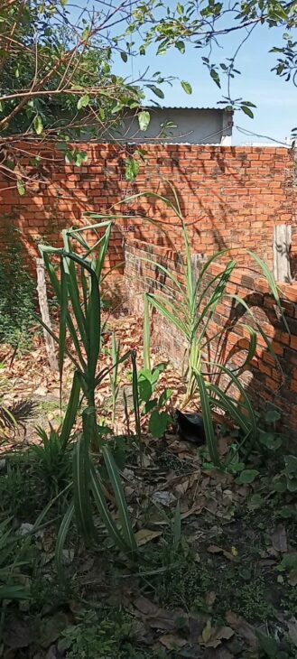 Bán nhà 270m2 Hẻm Lê Hồng Phong, Tân Thiện, Thị xã LaGi giá rẻ nhất 1.35 tỷ