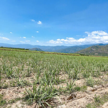ĐẤT ĐẸP – GIÁ TỐT – Vị Trí Đắc Địa Tại Suối Mây, Quảng Sơn, Ninh Sơn, Ninh Thuận