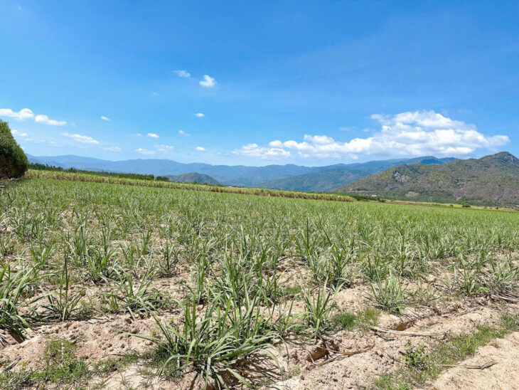 ĐẤT ĐẸP – GIÁ TỐT – Vị Trí Đắc Địa Tại Suối Mây, Quảng Sơn, Ninh Sơn, Ninh Thuận