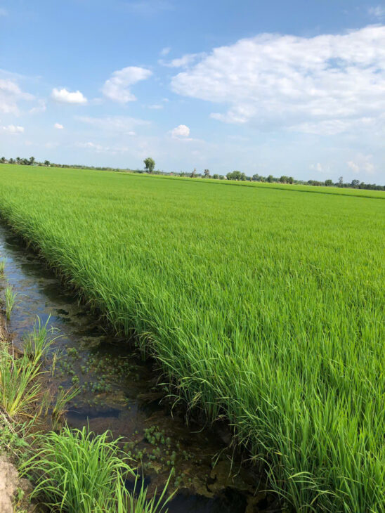 Chính Chủ Bán 1 Mẫu Đất Lúa Tại Huyện Thủ Thừa, xã Long Thuận, Long An.