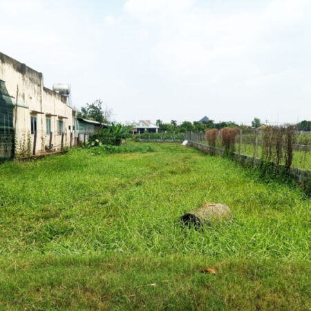 Bán đất thổ cư 784m² (11.5m x 64m), Nguyễn Thị Ngoạn, Trung Lập Thượng, Củ Chi, hướng Tây Bắc, 3.6