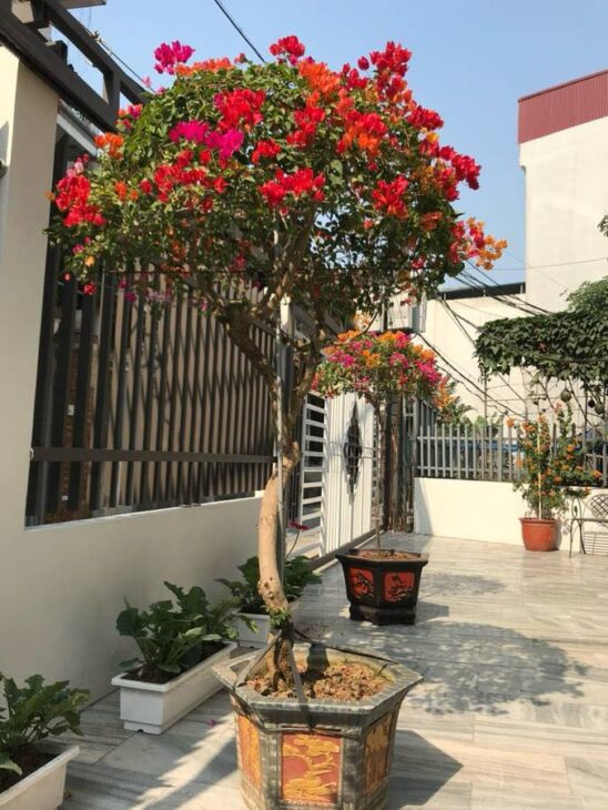 BÁN BIỆT THỰ SÂN VƯỜN LÔ GÓC – KHÔNG GIAN ĐẲNG CẤP TẠI THẠCH BÀN, LONG BIÊN • Địa chỉ: Thạch Bàn,