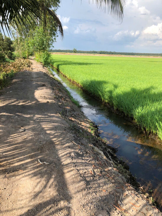 Chính Chủ Bán 1 Mẫu Đất Lúa Tại Huyện Thủ Thừa, xã Long Thuận, Long An.