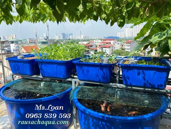 Thùng tròn 1500lit – thùng nhựa nuôi cá 1500L rẻ sẵn kho q12 / lh 0963 839 593 Ms.Loan