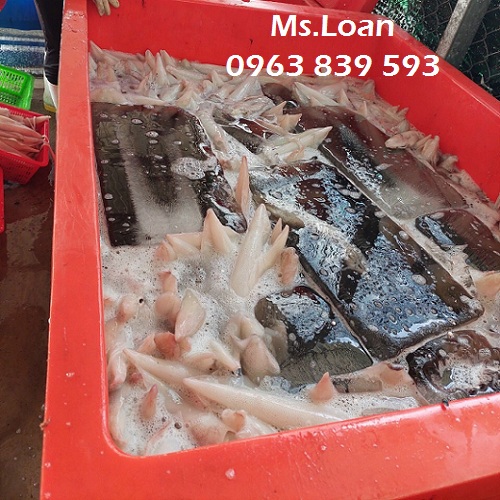 Thùng đá thái 800lit hiệu mỏ neo OPI – thùng trữ hải sản giá tốt / 0963 839 593 Ms.Loan