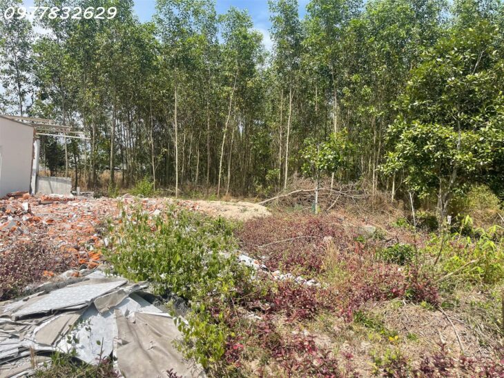 Bán 15m x 12m đất thổ cư Tân An, thị xã LaGi giá ngộp chỉ 1.2 tỷ