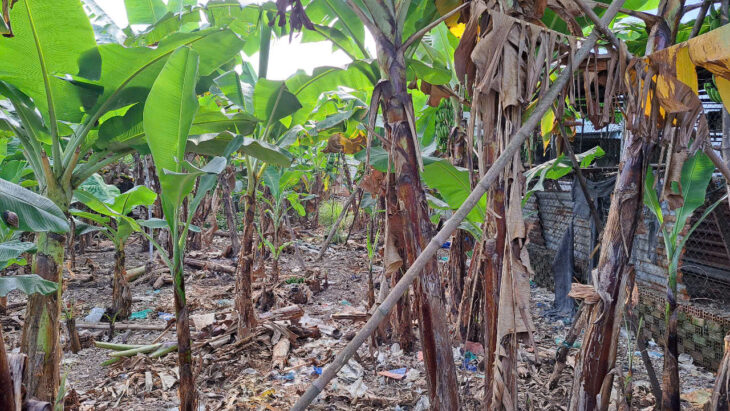 ????????CHÍNH CHỦ CẦN BÁN GẤP LÔ ĐẤT 1/ĐƯỜNG BÌNH MỸ – 147M2(5*29.5) – KHU DÂN CƯ YÊN TĨNH – XÂY DỰNG