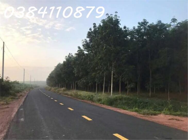 BÁN 248HA CAO SU, LỘC NINH, BÌNH PHƯỚC