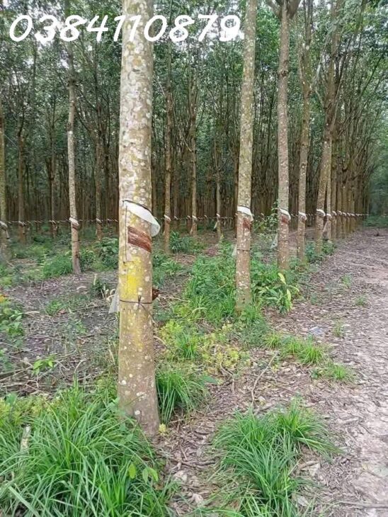 BÁN 248HA CAO SU, LỘC NINH, BÌNH PHƯỚC