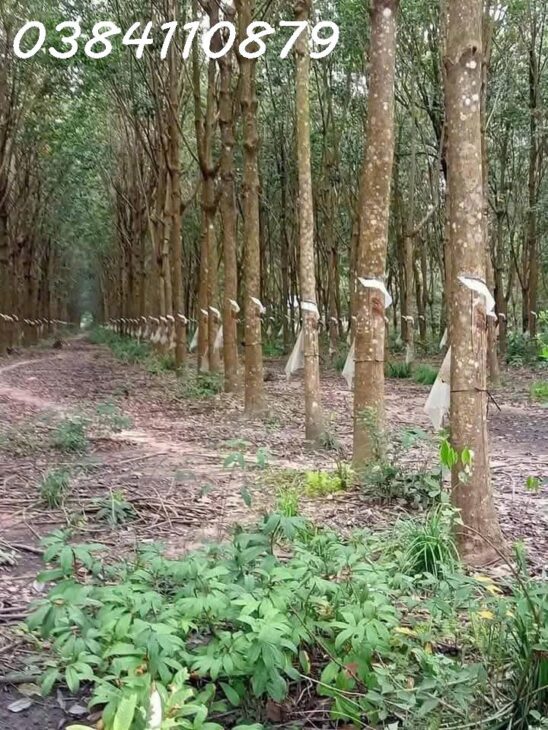 BÁN 248HA CAO SU, LỘC NINH, BÌNH PHƯỚC